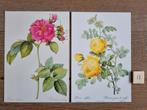 Set 11 PLANTEN BLOEMEN kaarten postcrossing nieuw, Verzamelen, Ophalen, 1980 tot heden