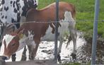 Te koop hele mooie roodbonte mini dwerg zeboe -80cm, Dieren en Toebehoren, Schapen, Geiten en Varkens, Vrouwelijk, Geit