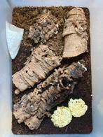 Mooie kweekgroep Armadillidium vulgare magic potion, Dieren en Toebehoren, Insecten en Spinnen, Overige soorten