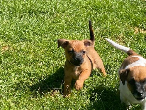 te koop jack russel pup s  inmiddels 8 weken, Dieren en Toebehoren, Honden | Jack Russells en Terriërs, Reu, Jack Russell Terriër
