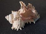 Super mooie grote schelp voor aquarium, Ophalen, Nieuw, Sierelement