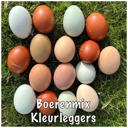 Kleurlegger- Verschillende kleuren broedeieren - broed ei, Dieren en Toebehoren, Pluimvee