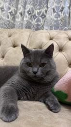 Britse korthaar kater beschikbaar voor dekking, Dieren en Toebehoren, Kater