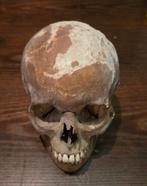 Schedel mens mensenschedel voor educatieve doeleinden, Verzamelen, Ophalen of Verzenden, Zo goed als nieuw, X, X