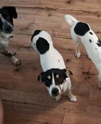 ABBY 14 mnd. Bescheiden/rustig/aanhankelijk/cats/dogs, Dieren en Toebehoren, Honden | Niet-rashonden, Rabiës (hondsdolheid), Handelaar