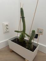 Cactus, Ophalen, In pot, Halfschaduw