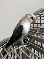 Mooie Jonge Agapornis Fischeri, Dieren en Toebehoren, Geringd