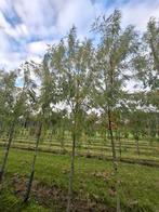 mooie acer saccharinum born's gracious boom, Ophalen, Bloeit niet, Halfschaduw, Overige soorten