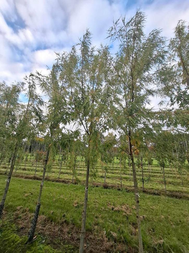 mooie acer saccharinum born's gracious boom, Tuin en Terras, Planten | Bomen, Overige soorten, Halfschaduw, Bloeit niet, Ophalen