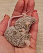 Tamme muis krul texels kleurmuis satijn grijs rood wit beige, Muis, December, Meerdere dieren, Tam