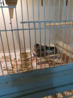 Goudvinken koppel, Dieren en Toebehoren, Vogels | Overige Vogels, Meerdere dieren, Wildzangvogel, Geringd