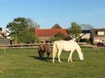 Paddock Paradise, Weidegang, 1 paard of pony