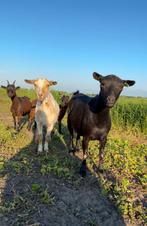 Lieve zwart geitje te koop, Dieren en Toebehoren, Schapen, Geiten en Varkens, Vrouwelijk, Geit