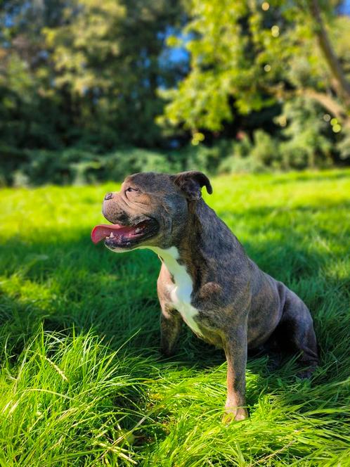 Nieuwe baasje gezocht voor onze Olde English Bulldog, Dieren en Toebehoren, Honden | Bulldogs, Pinschers en Molossers, Teef, Bulldog