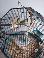 Agapornis koppel geringd, Meerdere dieren, Dwergpapegaai of Agapornis, Geringd