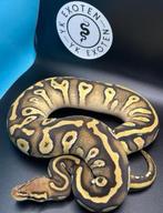 Koningspython pastel mojave 100% clown piebald VROUW, Tickets en Kaartjes, Eén persoon