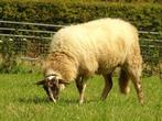 Ooilam heideschaap, Dieren en Toebehoren, Schapen, Geiten en Varkens, Vrouwelijk, Schaap, 0 tot 2 jaar