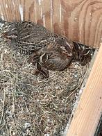 Diverse kwartels, Dieren en Toebehoren, Meerdere dieren, Tropenvogel