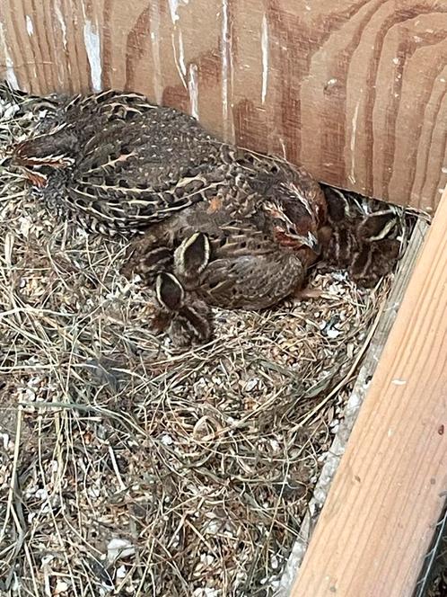 Diverse kwartels, Dieren en Toebehoren, Vogels | Overige Vogels, Tropenvogel, Meerdere dieren