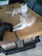 Maine coon kittens, Dieren en Toebehoren, Katten en Kittens | Raskatten | Langhaar, Meerdere dieren