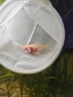 Albino glass belly guppies, Dieren en Toebehoren, Vis, Zoetwatervis