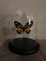 Mooie stolp met een opgezette vlinder (Papilio Zagreus), Ophalen of Verzenden, Nieuw, Insect, Opgezet dier