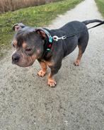 Herplaatser pocket bully reu., Dieren en Toebehoren, Parvo, Eén hond, 3 tot 5 jaar, Nederland