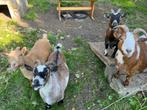 4 Dwerggeiten (vrouwtjes), Dieren en Toebehoren, Schapen, Geiten en Varkens, Vrouwelijk, Geit, 6 jaar of ouder