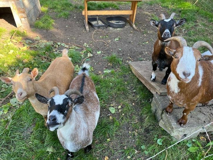4 Dwerggeiten (vrouwtjes), Dieren en Toebehoren, Schapen, Geiten en Varkens, Geit, Vrouwelijk, 6 jaar of ouder