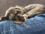 Te koop gevraagd, Dieren en Toebehoren, Honden | Teckels en Dashonden, Kaninchen, Teef, Eén hond, 3 tot 5 jaar