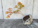 Japanse esdoorn Bonsai (Acer shirasawanum 'Aureum'), Tuin en Terras, Ophalen, Bloeit niet, Halfschaduw, Overige soorten