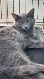 ACE: Pip is op zoek naar een eigen krabpaal, Kater, Kortharig, 0 tot 2 jaar