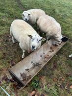 Te koop dekram, Dieren en Toebehoren, Mannelijk, Schaap