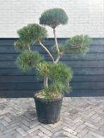 Pinus sylvestris bonsai, Tuin en Terras, Planten | Bomen, Ophalen, Zomer, Volle zon, Palmboom