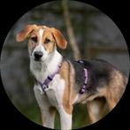 Mooie meisje zoekt huis, Dieren en Toebehoren, Particulier, Rabiës (hondsdolheid), 15 weken tot 1 jaar, Buitenland