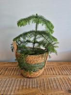 Kamerden den kamerplant circa 45 cm hoog excl pot, Ophalen of Verzenden, Halfschaduw, Minder dan 100 cm