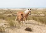 Gezocht  5 punts  borsttuig, Dieren en Toebehoren, Ophalen