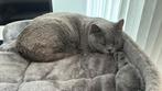 Mooie Britse korthaar, Dieren en Toebehoren, Katten en Kittens | Dekkaters, 3 tot 5 jaar