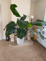 Strelitzia Nicolai - Prachtige Kamerplant, Ophalen, 100 tot 150 cm, Overige soorten, Halfschaduw