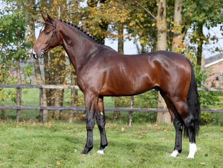 Aangeboden amazone springpaarden, Dieren en Toebehoren, Stalling en Weidegang