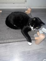 Jonge katten en kittens, Dieren en Toebehoren, Katten en Kittens | Overige Katten, Poes