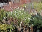 Spiraea thunbergii - spierstruik, Ophalen of Verzenden