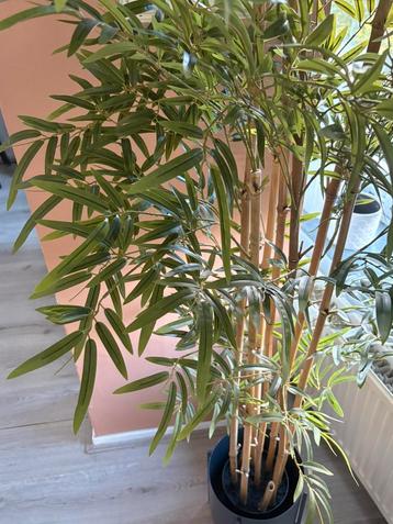 MOVING SALE! Bamboo tree (not real) beschikbaar voor biedingen