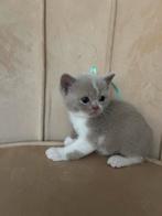 Britskorthaar kittens, Dieren en Toebehoren, Meerdere dieren, Ingeënt