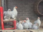 Cochin Parel Grijs, Dieren en Toebehoren, Meerdere dieren, Kip