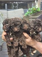 Mooie bruine toypoedel pup nog  1 reu, Poedel, Rabiës (hondsdolheid), 8 tot 15 weken, Meerdere