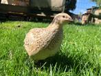 Japanse kwartels, Meerdere dieren, Overige soorten