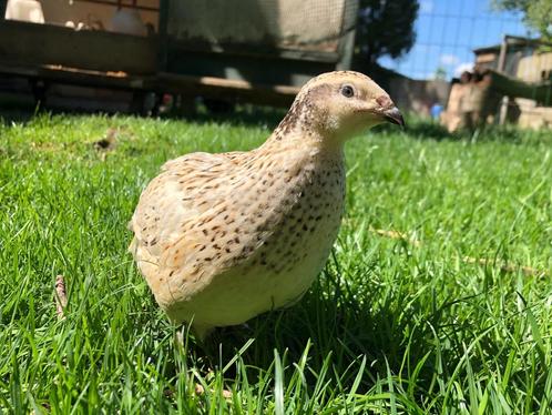 Japanse kwartels, Dieren en Toebehoren, Pluimvee, Overige soorten, Meerdere dieren