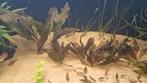 Echinodorus ozelet red stekjes te koop, Ophalen, Plant(en), Steen of Hout