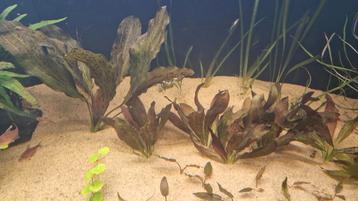 Echinodorus ozelet red stekjes te koop beschikbaar voor biedingen